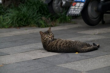 cat on the street © Bai