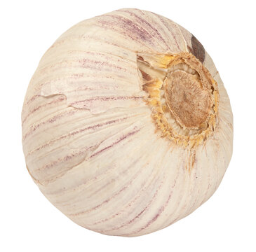 Garlic isolated