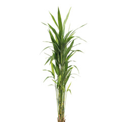 Fototapeta premium A tall slender bamboo plant with long narrow green leaves and segmented stems isolated on a white background, for interior decoration