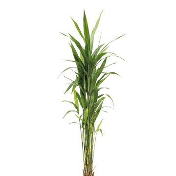 A tall slender bamboo plant with long narrow green leaves and segmented stems isolated on a white background, for interior decoration