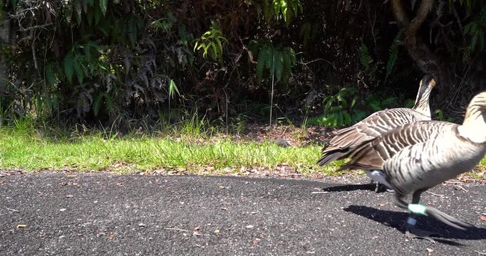 Hawaiian Nene Geese walking at Hawaii Volcanoes National Park, Big Island
