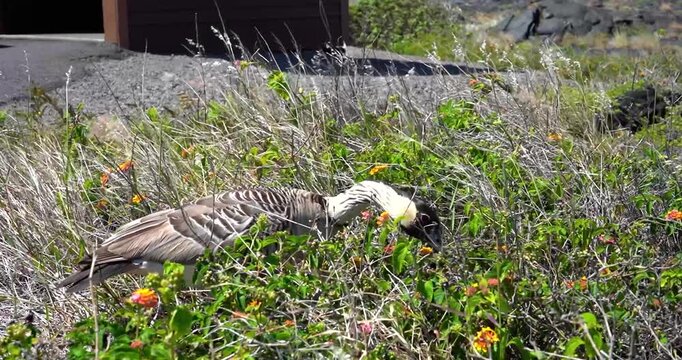 Hawaiian Nene Goose foraging in tall grass on Big Island, Hawaii