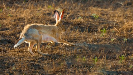 greater kudu antelope © Bai