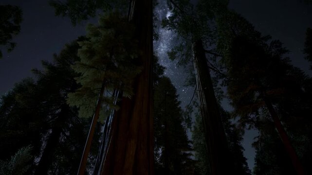 Low-angle nighttime forest of towering conifer trunks beneath starry sky with coarse bark, deep grooves, cool shadows, subtle ground glow, and dramatic vertical scale