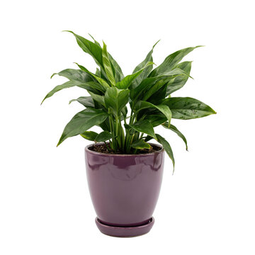 A vibrant green peace lily plant with lush leaves growing inside a glossy purple ceramic flower pot, isolated on a clean white background