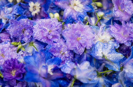 closeup of blue and violet delphinium flowers background