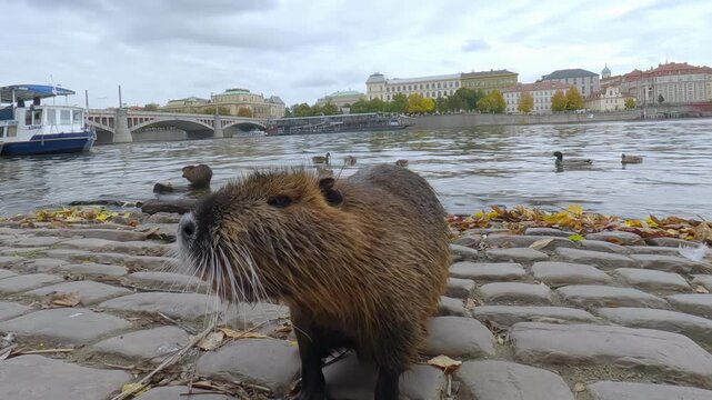 Close-up of bold Coypu goes along Prague's cobblestone embankment, begging for treats from tourists in autumn. Curious Nutria looking at camera against backdrop of Vltava River and Old Prague.