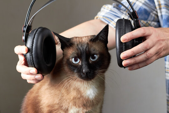 Cute Siamese cat with headphones held by hands humorous listening concept