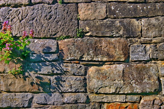 Bruchsteinmauer mit Blume