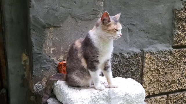 A tricolor calico cat sits alertly on a white styrofoam block against a weathered stone wall. Concept of stray animal life, urban wildlife, curiosity, and outdoor pet alertness.