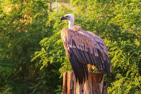 Close-up of a griffon vulture with outstretched wings in its natural habitat. Dagestan.