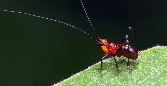 green grasshopper on the ground