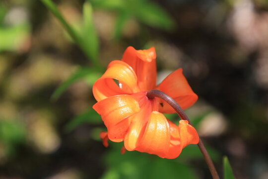 後ろから見たオレンジ色のクルマユリの花