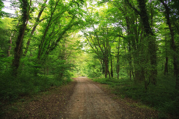 Fototapeta premium Unique subtropical relict liana Samur forest. Dagestan, Russia.