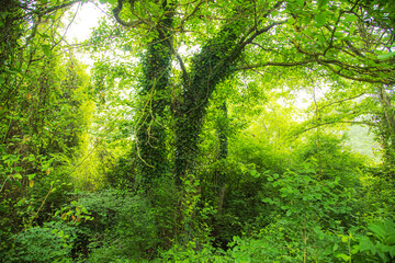 Fototapeta premium Unique subtropical relict liana Samur forest. Dagestan, Russia.