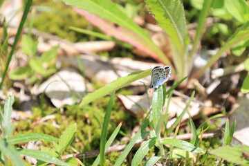 Obraz premium 植物の上にとまる蝶のヒメシジミ