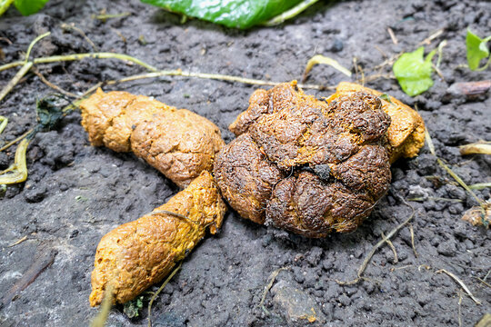 Dog excrement on the ground representing pet waste and hygiene issues in an outdoor area.