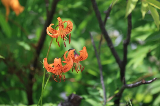 開花したオレンジ色のクルマユリの花
