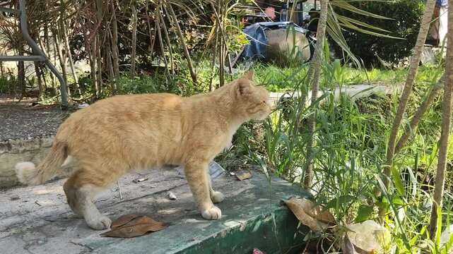 An orange cat is eating grass to expel hairballs (clumps of fur), improve digestion, and fulfill its folic acid needs.