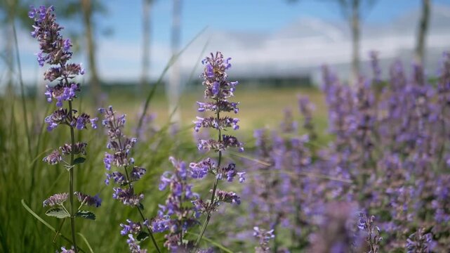 Close-up view of purple catmint flowers blooming in a sunlit meadow with a blurred background under a clear blue sky. Concept of summer tranquility, seasonal beauty, and nature.