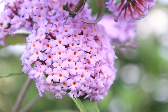 開花したピンク色のブッドレアの花
