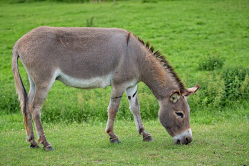 Donkey in a clearing © Janusz