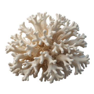 A detailed white coral skeleton with intricate branching structures, isolated on a clean white background, showcasing natural marine texture