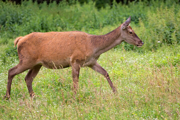 Red deer in a clearing © Janusz