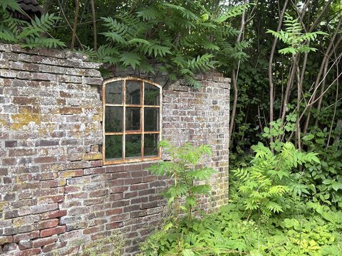 Abandoned ruined brick wall with rusty iron window overgrown by green plants