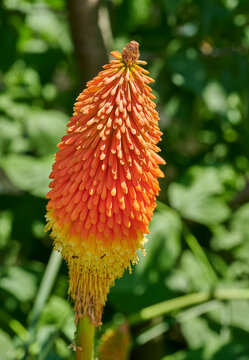 Kniphofia uvaria,