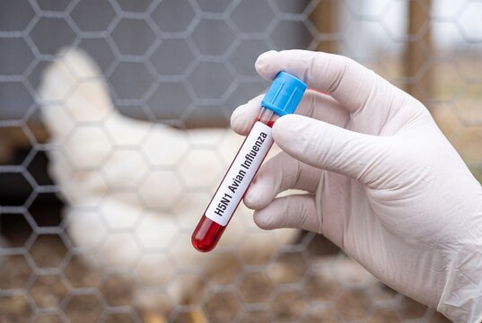 A gloved hand holds a blood sample test tube labeled h5n1 avian influenza in front of a chicken coop