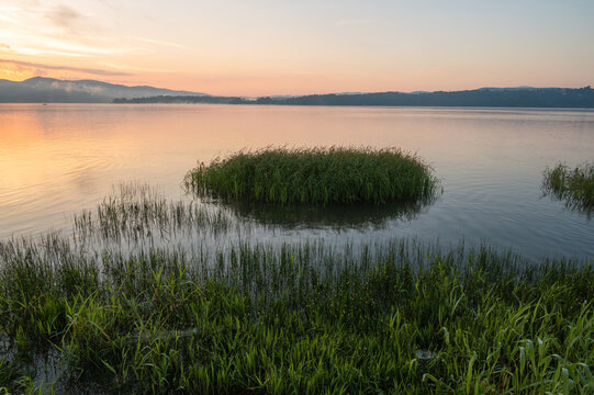 Green Reeds on Calm Lake at Soft Sunrise