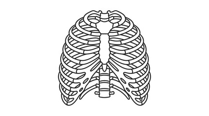 Detailed illustration of a human ribcage from a front view perspective © Udindin