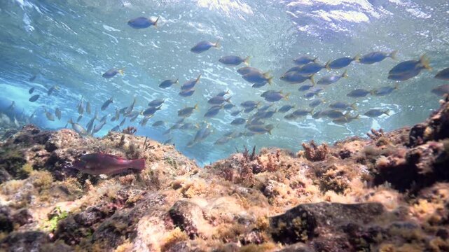 Fish Schooling Underwater Charco de Palo Lanzarote Crystal Clear Waters Scuba Diving
