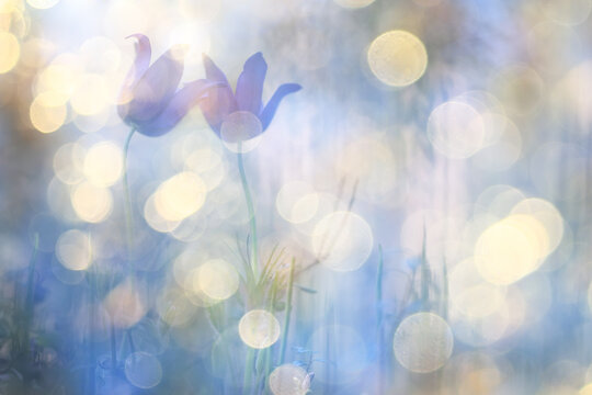 summer nature golden bokeh delicate soft color abstract background