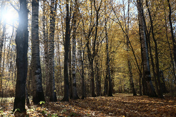 Naklejka premium autumn park, nature landscape, trees in a seasonal background