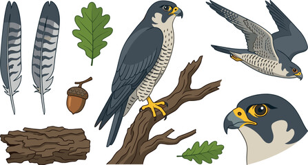 Falcon bird of prey illustration collection featuring flying hawk profile head isolated eagle feathers acorn and branch © MstAirin