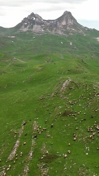 Majestic aerial view of the sedlo pass in durmitor national park. A flock of sheep peacefully grazes on the green mountain slopes