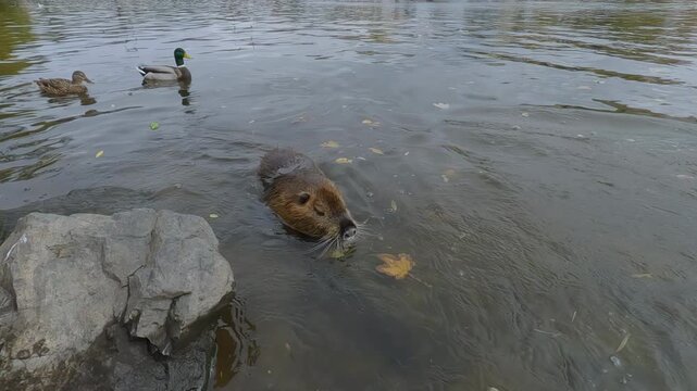 Large Coypu (Nutria) swims toward shore, frightening another Nutria, which flees. Big Coypu looks at camera and menacingly displays its huge orange teeth, against backdrop of Old Prague 