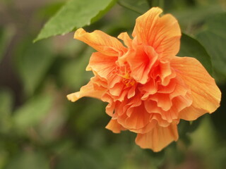 Fototapeta premium Radiant Double Orange Hibiscus Blooming In Lush Garden