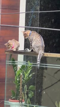 Pet cats in conversation