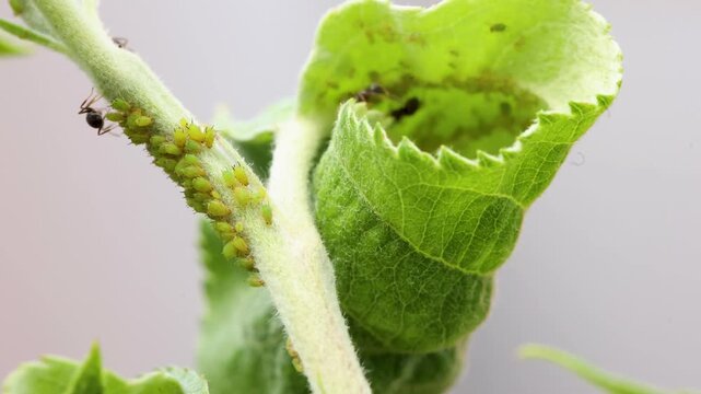 Several dark ants surround clustered green aphids on hairy pale stem beside fresh wrinkled leaves, shown in tight macro view with bright diffuse light, soft blur, vivid spring green color, and