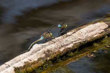 Libellule déprimée, accouplement, Libellula depressa © JAG IMAGES