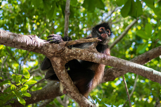 Monkey in the Tree