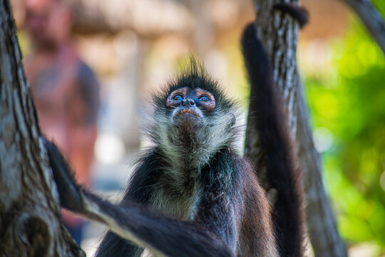Monkey looking Up