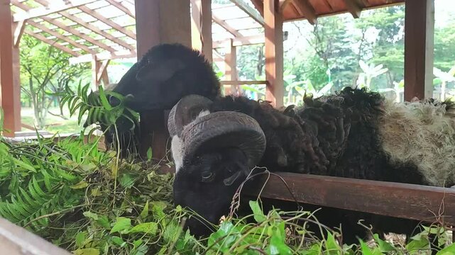 Close up of a black ram with curved horns and sheep eating fresh green fodder inside a rustic wooden barn. Natural livestock farming, sustainable agriculture, rural life, and animal husbandry.