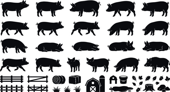 Silhouette collection of domestic pigs, sows, and hogs standing, walking, and resting with farm icons like barns, fences, hay bales, and muddy puddles vector.