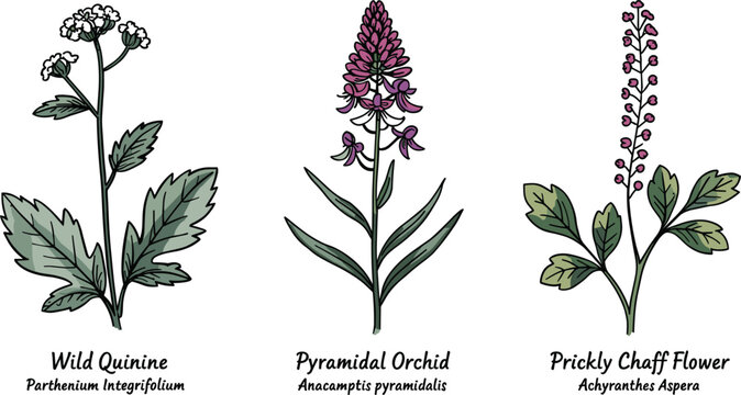 Botanical wildflower illustration set vector drawing featuring wild quinine pyramidal orchid and prickly chaff flower medicinal herbs