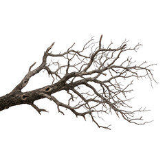 Fototapeta premium A bare tree branch with many small twigs and no leaves on a white background tree branch dead tree plant transparent background