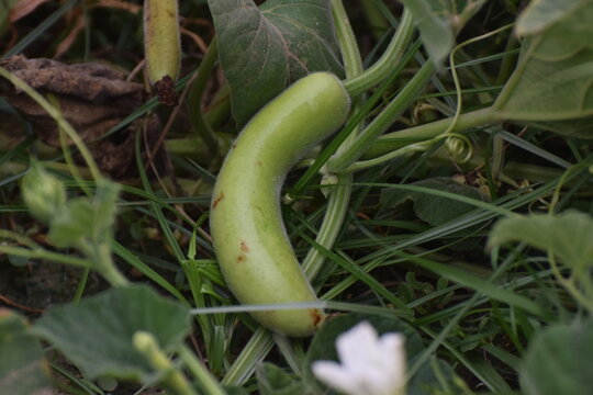 New The water gourd or vegetable gourd plant is a type of gourd whose young fruit can be eaten as a vegetable and the old fruit can be used as a water container, tube, decorative bag, Bottle gourd